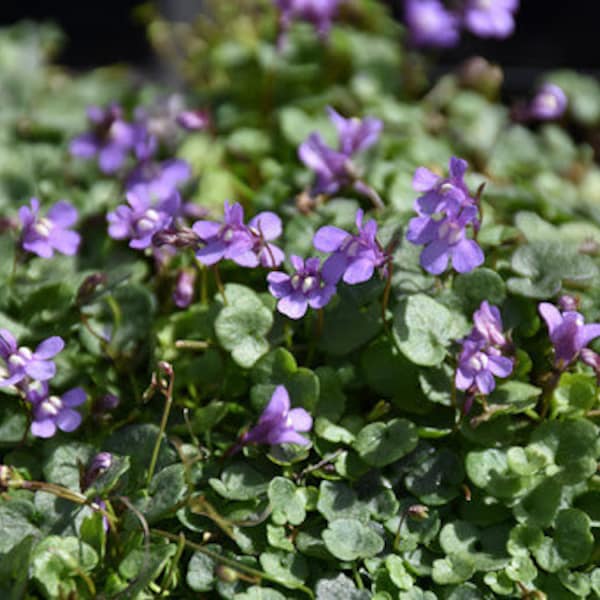 100 Pcs Kenilworth Ivy Seeds-Cymbalaria Muralis-FL245-Ivy-Leaved Toadflax- Auto semis Beau couvre-sol Flower-Coliseum Ivy