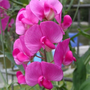 May include: A cluster of pink sweet pea flowers with delicate petals and a vibrant hue. The flowers are arranged in a bouquet-like formation, showcasing their beauty and natural elegance.