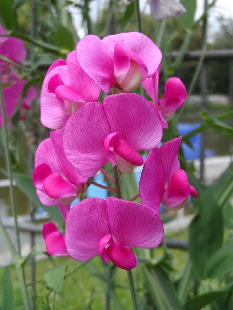 May include: A cluster of pink sweet pea flowers with delicate petals and a vibrant hue. The flowers are arranged in a bouquet-like formation, showcasing their beauty and natural elegance.