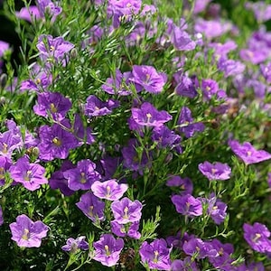 50 Pcs- Nierembergia  Seeds-Purple Robe Flower Seeds-Nierembergia  Hippomanica-Elegant and Frost-Tolerant  Award Winning Perennial-FL271