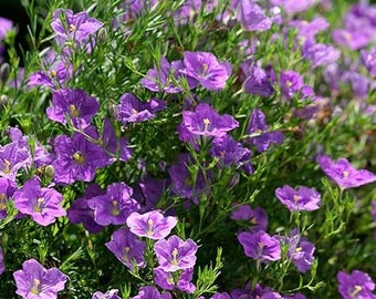 50 piezas- Nierembergia Seeds-Purple Robe Flower Seeds-Nierembergia Hippomanica-Elegant and Frost-Tolerant Award Winning Perennial-FL271