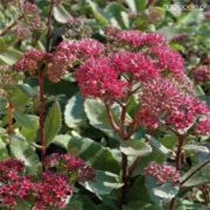 30 Stück Sedum Kaisers Welle Samen-SEDUM TELEPHIUM-Neue Sorte und Seltene Sedum Sukkulente Fetthenne!-S070