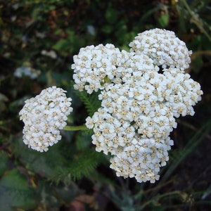 500Pcs Yarrow White Summer Flower Seeds-Yarrow White Wildflower-Western Yarrow-Highly Beneficial and MedicinalACHILLEA MILLEFOLIUM/FL421 image 9