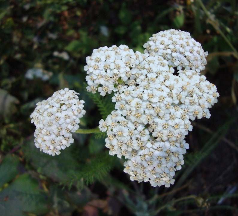 500Pcs Yarrow White Summer Flower Seeds-Yarrow White Wildflower-Western Yarrow-Highly Beneficial and MedicinalACHILLEA MILLEFOLIUM/FL421 image 9