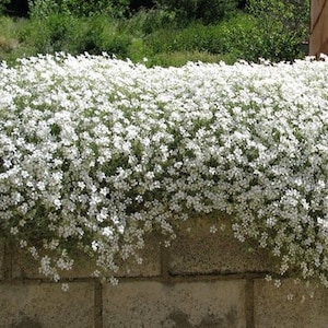 200 Pcs Snow In Summer Flower Seeds Cerastium Tomentosum-prolific spreading drought tolerant flowersFL377 image 1