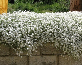 200 Pcs Snow In Summer Flower Seeds- Cerastium Tomentosum-prolific spreading  drought tolerant flowers--FL377