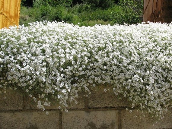 200 seeds #3257 Snow in Summer Cerastium