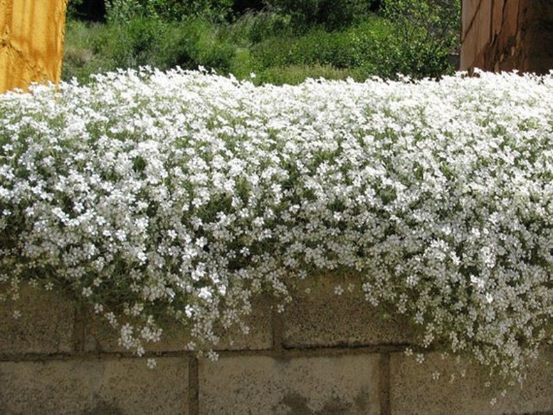 200 Pcs Snow In Summer Flower Seeds Cerastium Tomentosum-prolific spreading drought tolerant flowersFL377 image 1