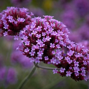 100 Verbena Bonariensis Flower Seeds-Purple Top Vervain-FL257-Brazilian Verbena-Long Blooming drought tolerant plant-Attracts Butterflies image 2