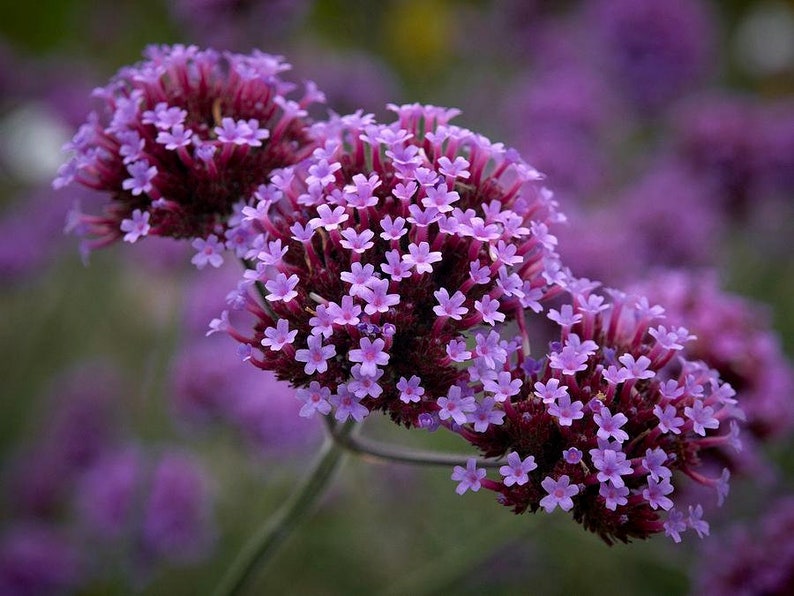 100 Verbena Bonariensis Flower Seeds-Purple Top Vervain-FL257-Brazilian Verbena-Long Blooming drought tolerant plant-Attracts Butterflies image 2