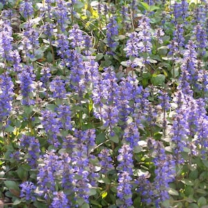 200 Pcs Ajuga Reptans Groundcover Seeds-Shade Loving Evergreen Creeping Buglewood Medicinal Plant Good for Erosion Control FL379 image 4