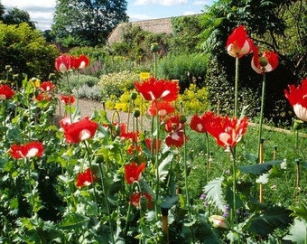 100 Pcs Poppy Danish Flag Flower Seeds-PAPAVAR SOMIFERUM---FL185