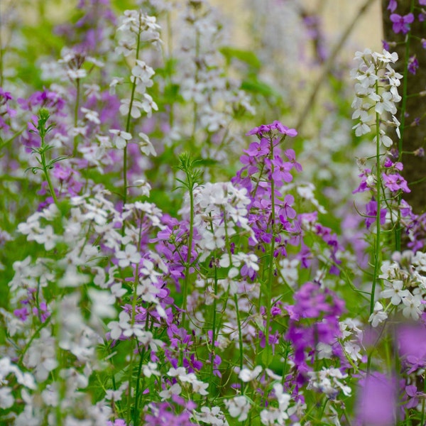 200 Pcs Dame's Rocket Seeds-FL646-Hesperis Matronalis-Excellent  Perennial