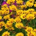 see more listings in the Perennial Flowers/Plants section