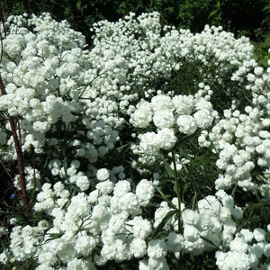 100 Pcs Pearl Yarrow Flower Seeds The Pearl Superior Flower-Perry's White-ACHILLEA PTARMICA / FL135 image 6