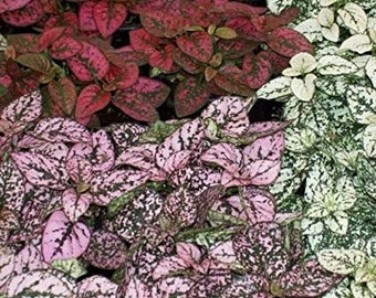 20 szt. Hypoestes Splash Select Mix nasion kwiatów - Hypoestes Phyllostachya - Polka Dot Mix liści wieloletnich - Pure Beauty! - FL385