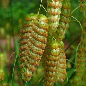 Puede incluir: Primer plano de vainas de semillas verdes y marrones colgando de una planta. Las vainas son largas y delgadas, con una superficie texturizada.