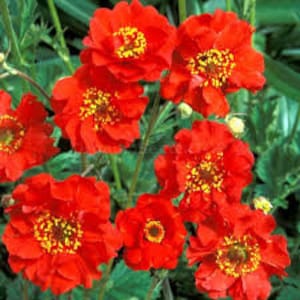 100 stuks geum bloemzaden/mevrouw bradshaw geum chiloense/geum chiloense/bekroonde vaste plant beauty/fl472