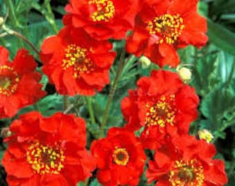 100 Pcs Geum Flower Seeds/Mrs Bradshaw Geum Chiloense/ Geum Chiloense/Award Winning Perennial Beauty/FL472