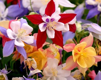 100 Pcs Columbine Mckana's Giant Mix Flower Seeds-AQUILEGIA MCKANA- Aquilegia Caerulea -Mrs Scott Elliot Beautiful Perennial / (FL141)