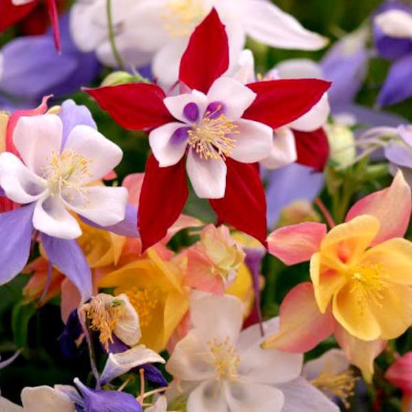 100 Pcs Columbine Mckana's Giant Mix Flower Seeds-AQUILEGIA MCKANA- Aquilegia Caerulea -Mrs Scott Elliot Beautiful Perennial / (FL141)