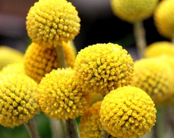 50 Pcs Exotic Craspedia Globosa Billy Button Flower Seeds/ (FL194)Excellent for cut flowers/Drumstick Flower