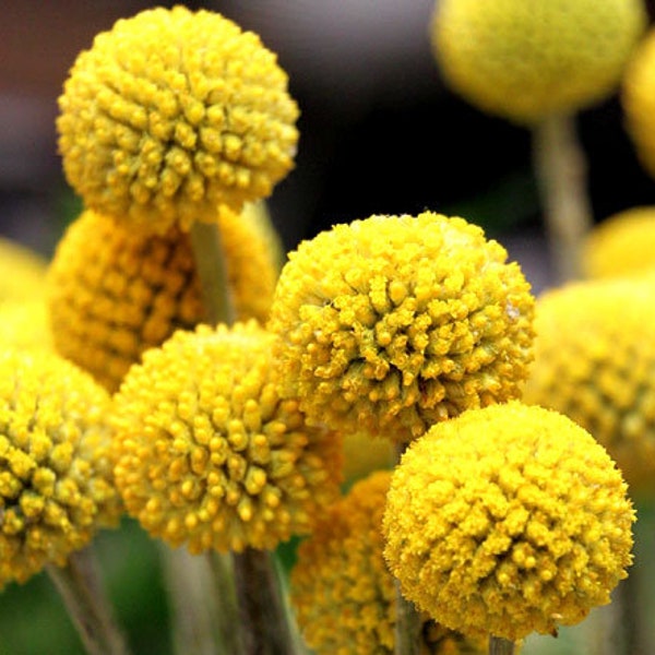 50 Stück exotische Craspedia Globosa Billy Button Blumensamen/ (FL194) Hervorragend für Schnittblumen/Trommelstockblumen