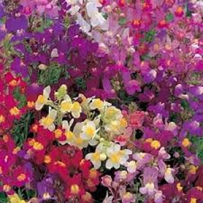 2000 Pcs Linaria Maroccana Toadflax mix Flower Seeds/ FL425 image 1