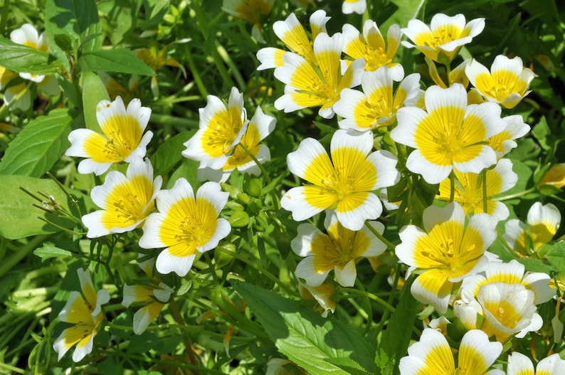 50 Poached Egg Plant Seeds/limnanthes Douglasii/rhs Garden of Etsy Canada