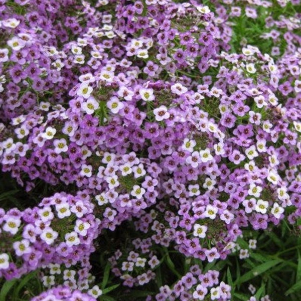 250 Pcs  Alyssum Royal Carpet Flower Seeds--LOBULARIA MARITIMA- Sweet Alison-Sweet Alyssum /  (FL416)