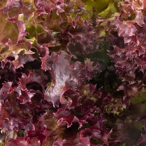 Può includere: Primo piano di lattuga a foglia rossa con un colore bordeaux intenso. La lattuga ha una consistenza arricciata ed è disposta in un gruppo denso.