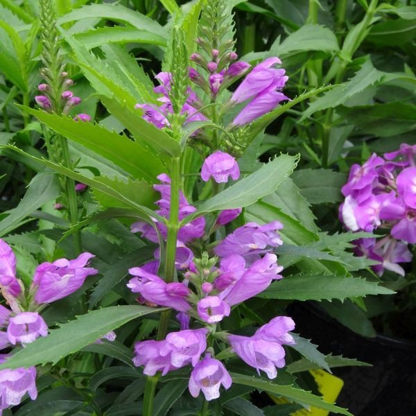 30 Pcs Obedient Pink  Plant Seeds--FL235- Physostegia virginiana- False Dragonhead-Excellent Cut Flower