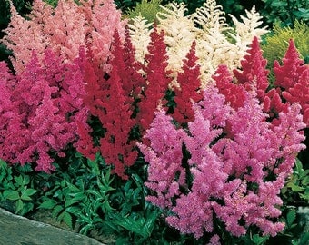 Mélange de 50 graines de fleurs d'Astilbe-Beauté vivace-Astilbe Arendsii Bunter-/FL768