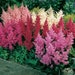 see more listings in the Perennial Flowers/Plants section