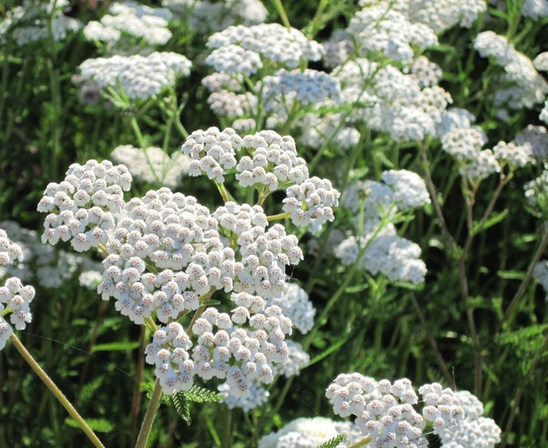 500Pcs Yarrow White Summer Flower Seeds-Yarrow White Wildflower-Western Yarrow-Highly Beneficial and MedicinalACHILLEA MILLEFOLIUM/FL421 image 10