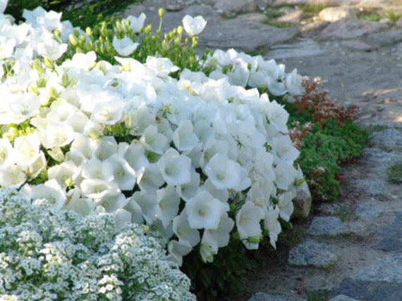 White bell flower deals