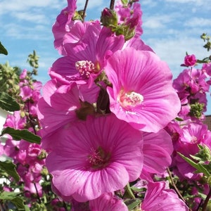 50 Pcs Lavatera Mixed Beauty Flower Seeds-LAVATERA TRIMESTRIS/ FL152 image 5