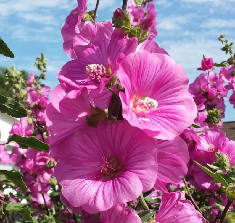 50 Pcs Lavatera Mixed Beauty Flower Seeds-LAVATERA TRIMESTRIS/ FL152 image 5