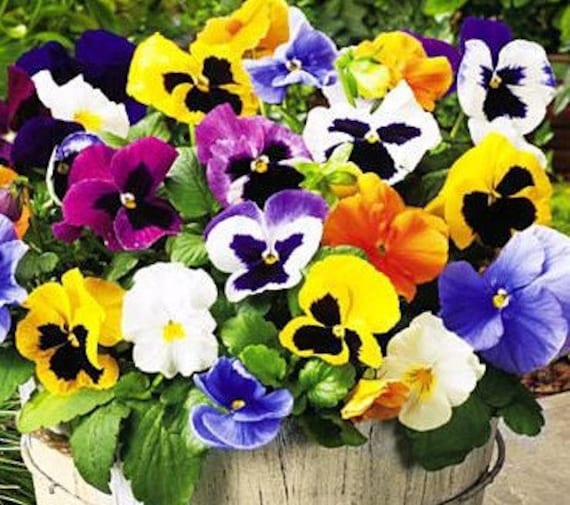 100Pcs/Pack Pansy Seeds Mix Color Wavy Viola Tricolor Flower Seeds Bonsai Potted Plant for DIY