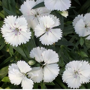 50 Dianthus Barbatus Flower Seeds-Dianthus Barbatus Albus/ White Sweet William/Sweet William Dianthus/Charming Long Lasting Bloom/FL467 image 9