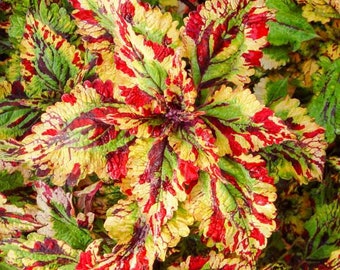 50 semillas de plantas ornamentales de coleus, hermosas para el hogar y el jardín, SOLENOSTEMON SCUTELLARIOIDES (P027)