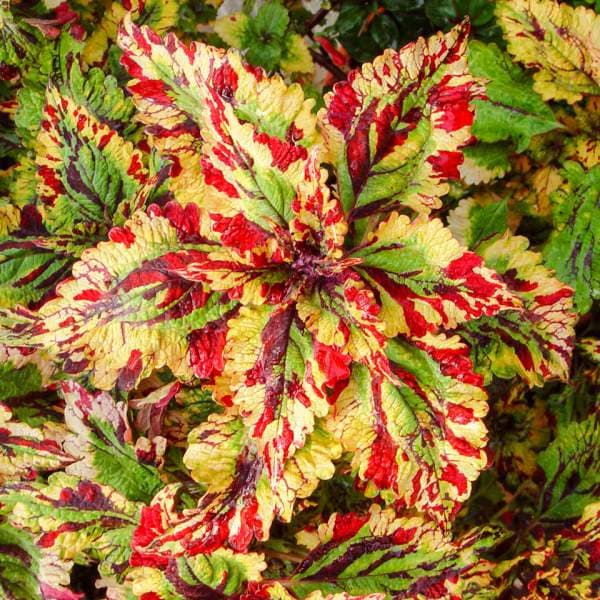 50 Pcs Ornamental Coleus Plant Seeds/Beautiful for Home and Garden/SOLENOSTEMON SCUTELLARIOIDES/ (P027 )