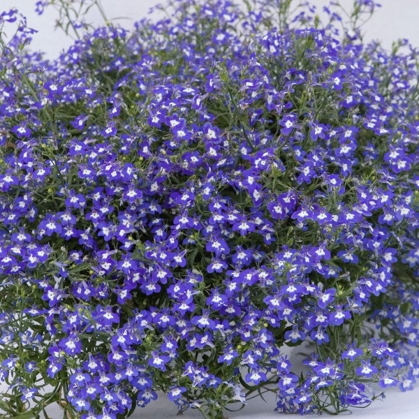500 piezas Semillas de flores de Lobelia de zafiro-Lobelia Erinus Sapphire / (FL138)