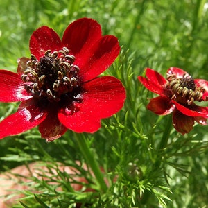 May include: Two bright red flowers with dark centers bloom against a backdrop of green foliage.