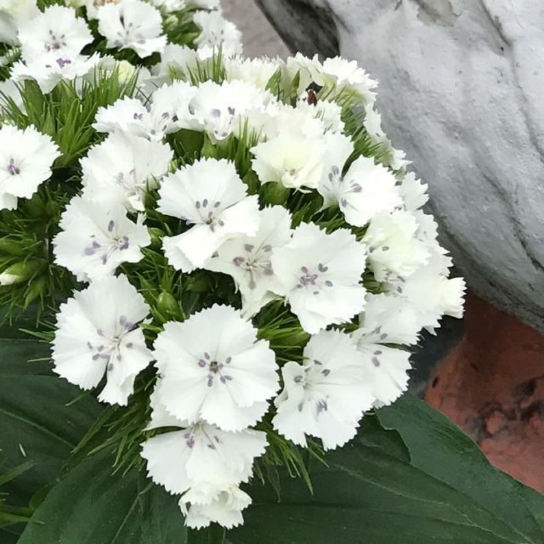 50 Dianthus Barbatus Flower Seeds-Dianthus Barbatus Albus/ White Sweet William/Sweet William Dianthus/Charming Long Lasting Bloom/FL467 image 1