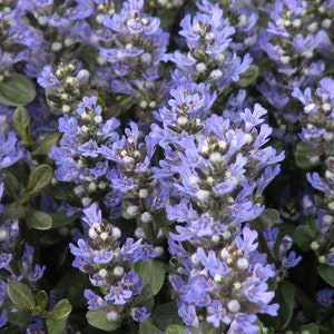 200 Pcs Ajuga Reptans Groundcover Seeds-Shade Loving Evergreen Creeping Buglewood Medicinal Plant Good for Erosion Control FL379 image 3