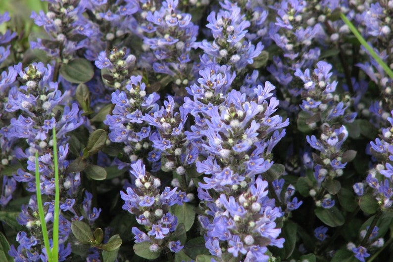 200 Pcs Ajuga Reptans Groundcover Seeds-Shade Loving Evergreen Creeping Buglewood Medicinal Plant Good for Erosion Control FL379 image 3