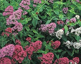 50 Jupiter's Beard Mix Seeds-Centranthus Ruber Coccineus /Valerian plant/Attracts bees,Butterflies and Hummingbirds/Non Stop Blooming/FL461