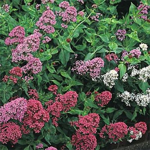 50 graines de mélange de barbe de Jupiter - Centranthus ruber coccineus / plante de valériane / attire les abeilles, les papillons et les colibris / floraison non stop / FL461