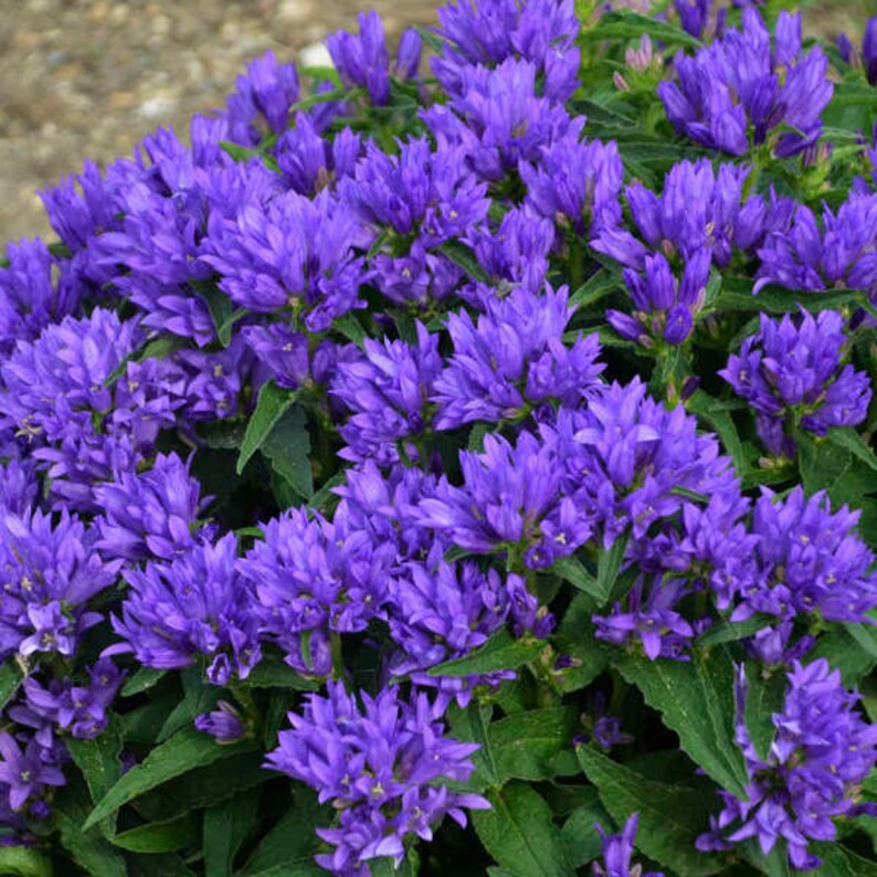 100 Pcs Clustered BellFlower Seeds Dahurica FlowerCluster Etsy